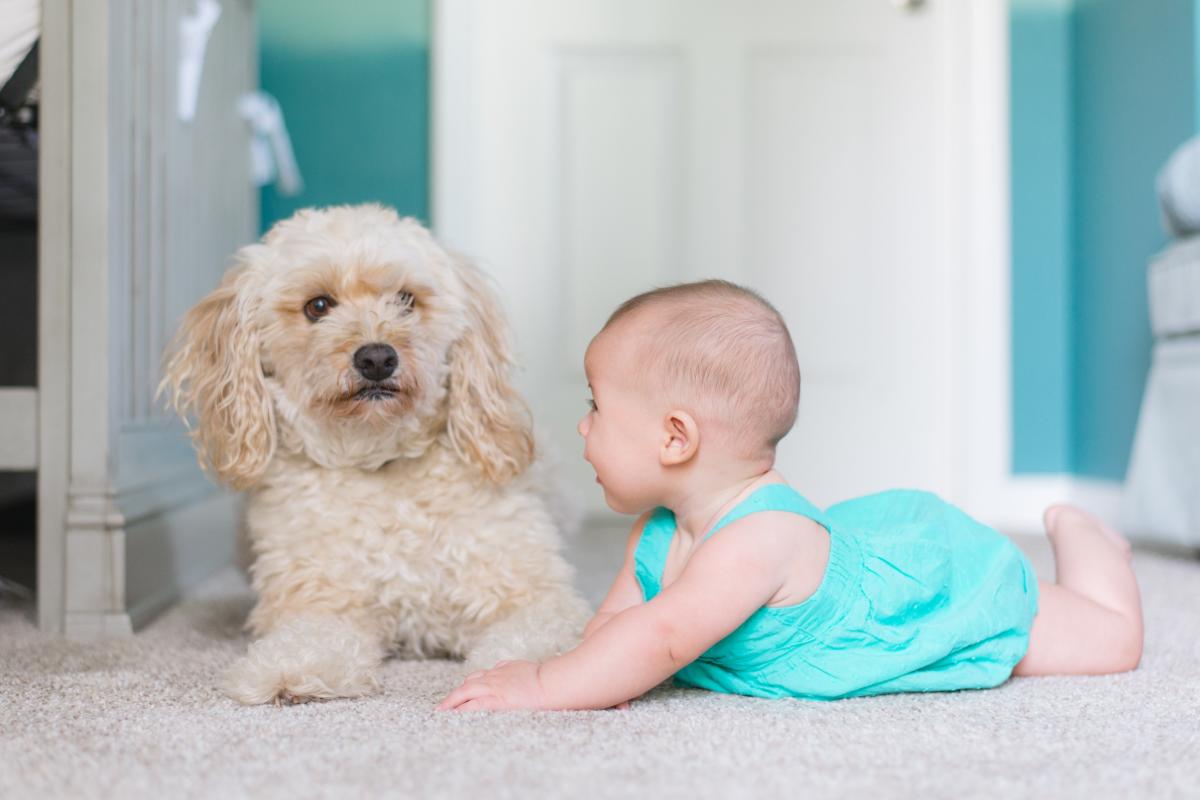 Can landlords charge tenants for carpet damage?